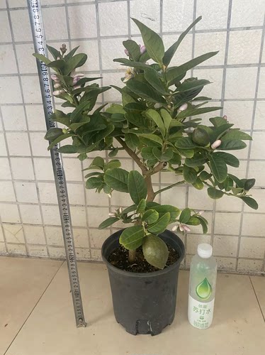 柠檬树的白月光 台湾香妃柠檬树四季花叶果香广州发货