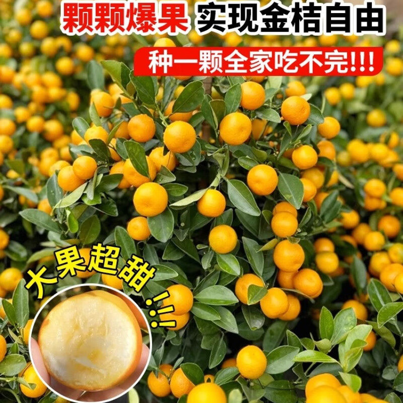 脆皮金桔树盆栽带果金桔苗四季金钱橘树苗蜜糖金桔树树苗基地直销,鲜花速递/花卉仿真/绿植园艺,大型绿植/成品组合盆栽,淘宝优惠券,粉丝福利购,淘宝优惠卷