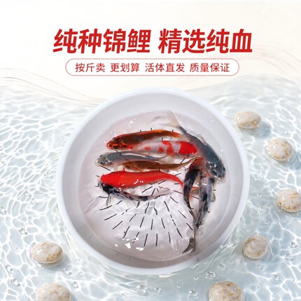 正宗锦鲤鱼金鱼冷水淡水鱼观赏鱼鱼苗长尾按斤卖精品纯种活体耐活