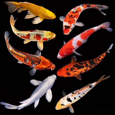 草金鱼活体锦鲫锦鲤活鱼观赏鱼淡水鱼冷水鱼小型鱼苗红鲫鱼花草金