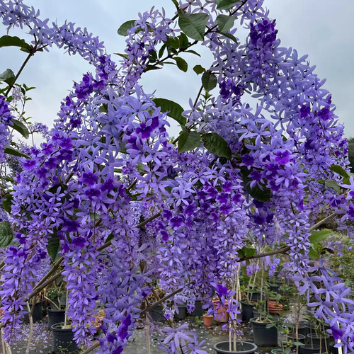 泰国大叶蓝花藤盆栽带花苞阳台花园网红开花植物户外露台好养花卉