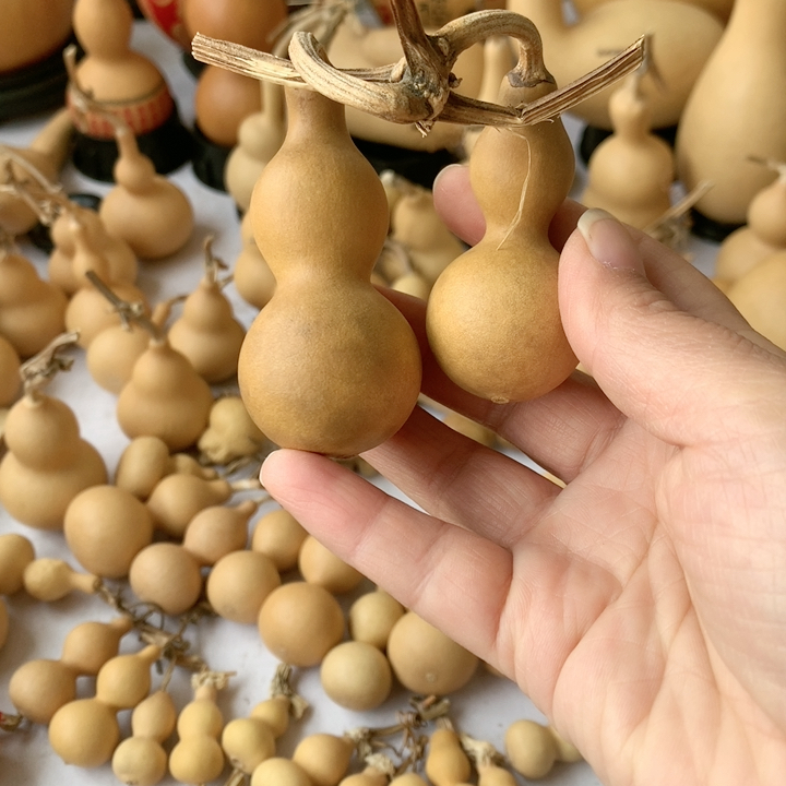 花皮蚂蚁连枝放漏