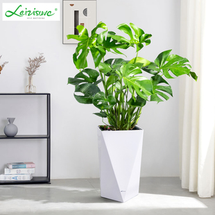 龟背竹大型绿植盆栽客厅室内植物真花四季常春花卉除甲醛净化空气