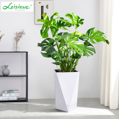 大型龟背竹四季常春绿植