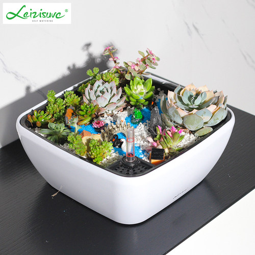 趣味创意盆栽盆景价格 趣味创意盆栽盆景图片 星期三