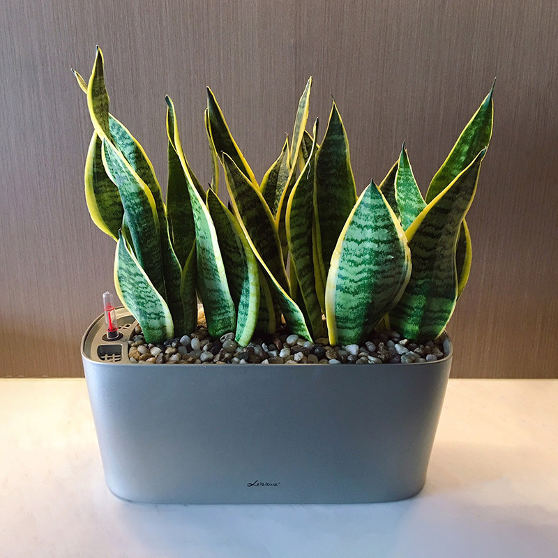 懒人花盆自动吸i水大号创意长方形塑料花盆特大仿陶瓷绿萝花盆树,鲜花速递/花卉仿真/绿植园艺,花盆,淘宝优惠券,粉丝福利购,淘宝优惠卷