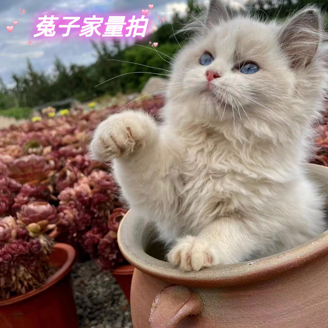 菟子家梦露量拍,随机发货,需要直接拍,先到先得