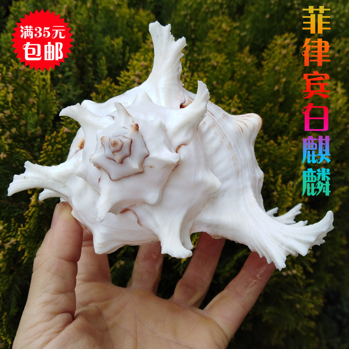 天然海螺贝壳菲律宾白麒麟螺鱼缸造景水族箱装饰橱窗陈列家居摆件