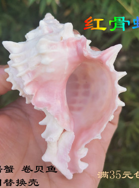 天然海螺贝壳红骨螺鱼缸造景稀有标本螺家具海洋特色礼物装饰摆件