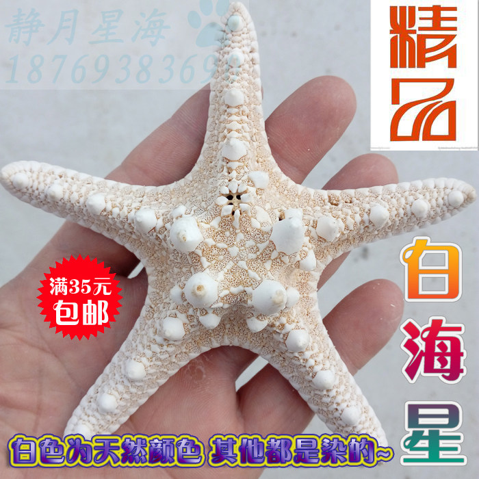 天然海螺贝壳海星送礼地中海风情礼品创意家居饰品摆件结婚礼物