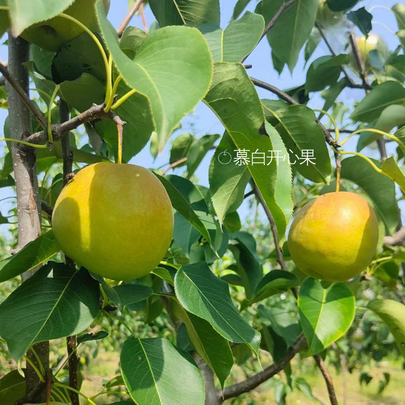 [慕白开心果] 山西隰县玉露香梨 酥脆蜜甜 无渣爆汁 生津止渴润肺,水产肉类/新鲜蔬果/熟食,梨,淘宝优惠券,粉丝福利购,淘宝优惠卷