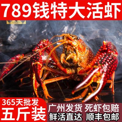 5斤特大小龙虾《干净满肉》