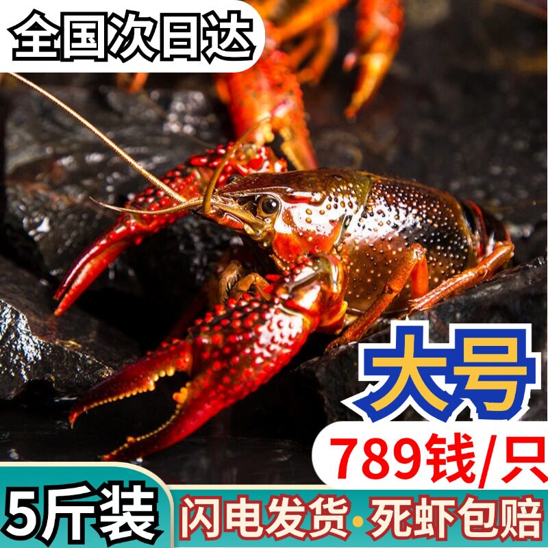 江苏盱眙清水小龙虾鲜活水产5斤789钱超大活虾淡水养殖顺丰包邮
