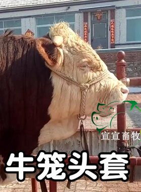 笼头头套牛龙龙头龙套缰绳马龙