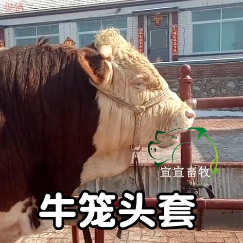 牵马/调教龙头