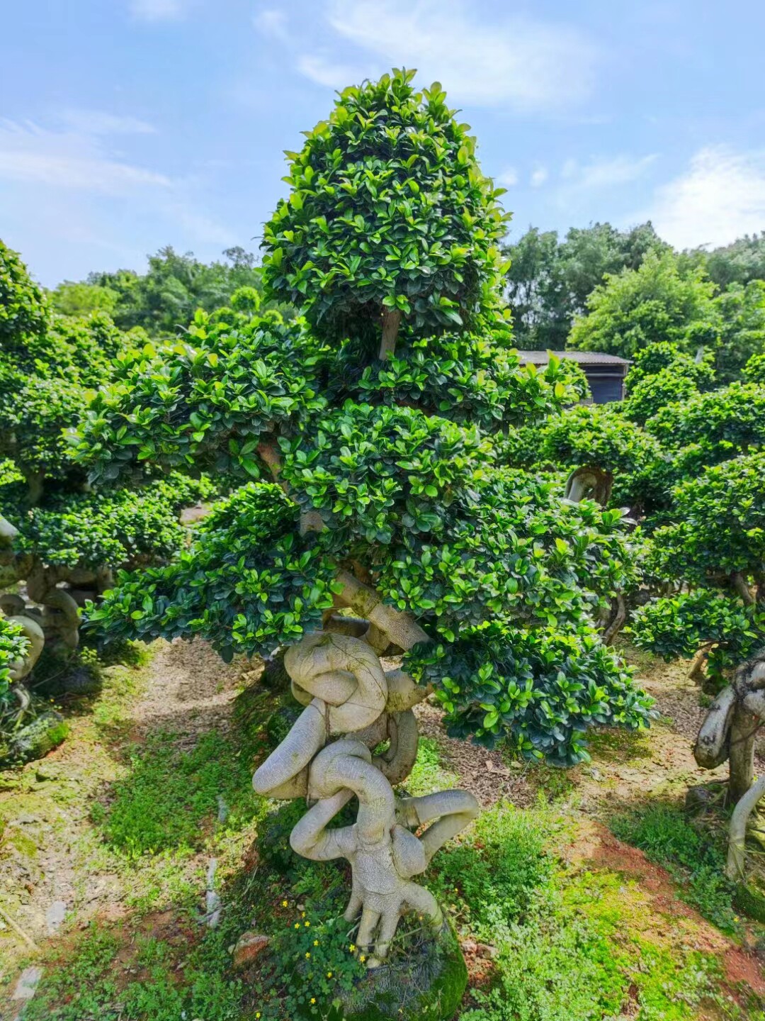 大型造型榕树盆景小叶榕金钱榕摇钱树四季常绿室内外庭院绿化景树