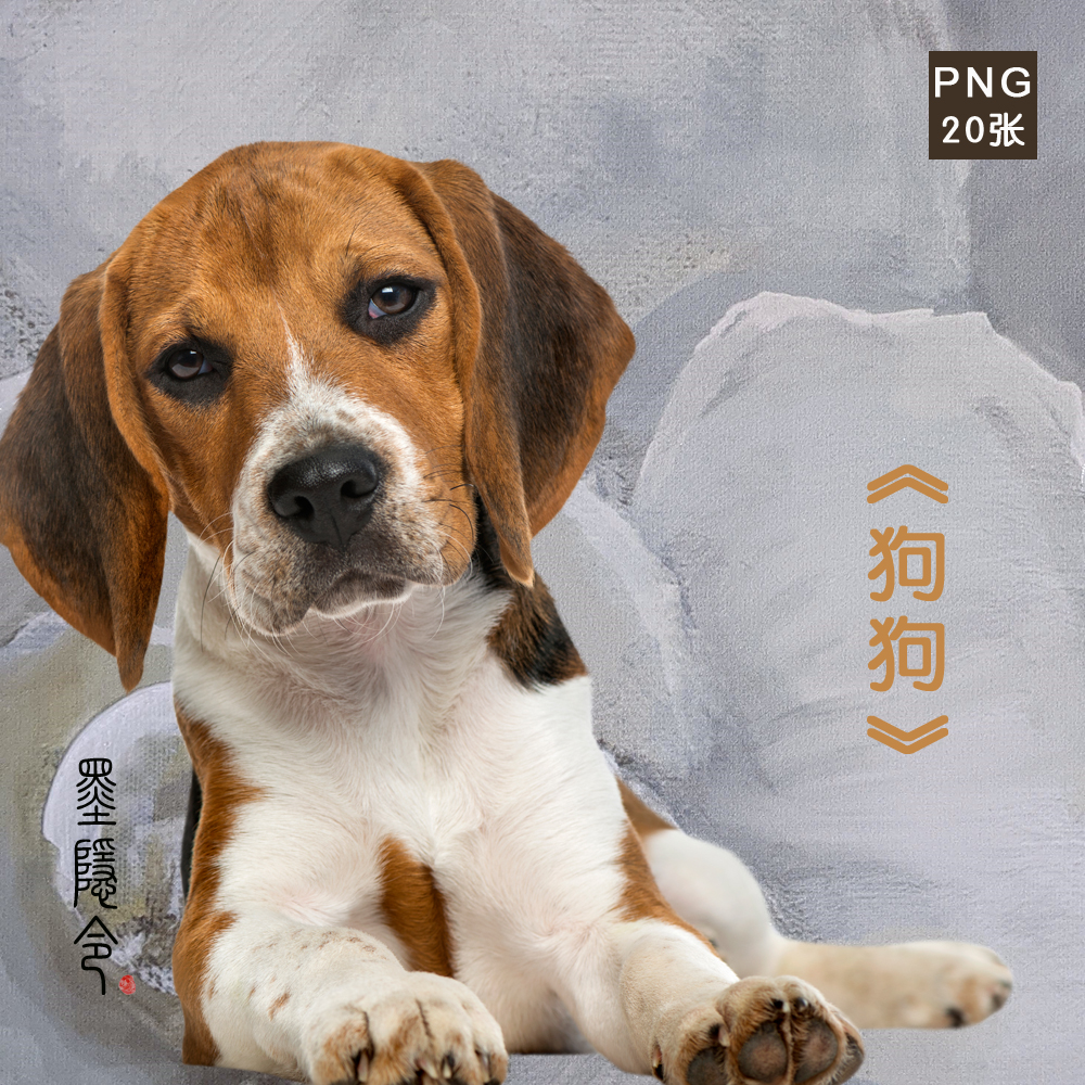 P67狗狗小动物宠物犬摄影艺术照片PNG免抠高清图片设计素材 20张