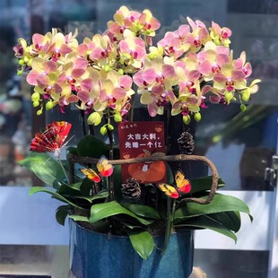 蝴蝶兰盆栽带真鲜花速递同城上海北京年宵花开业乔迁花卉全国配送