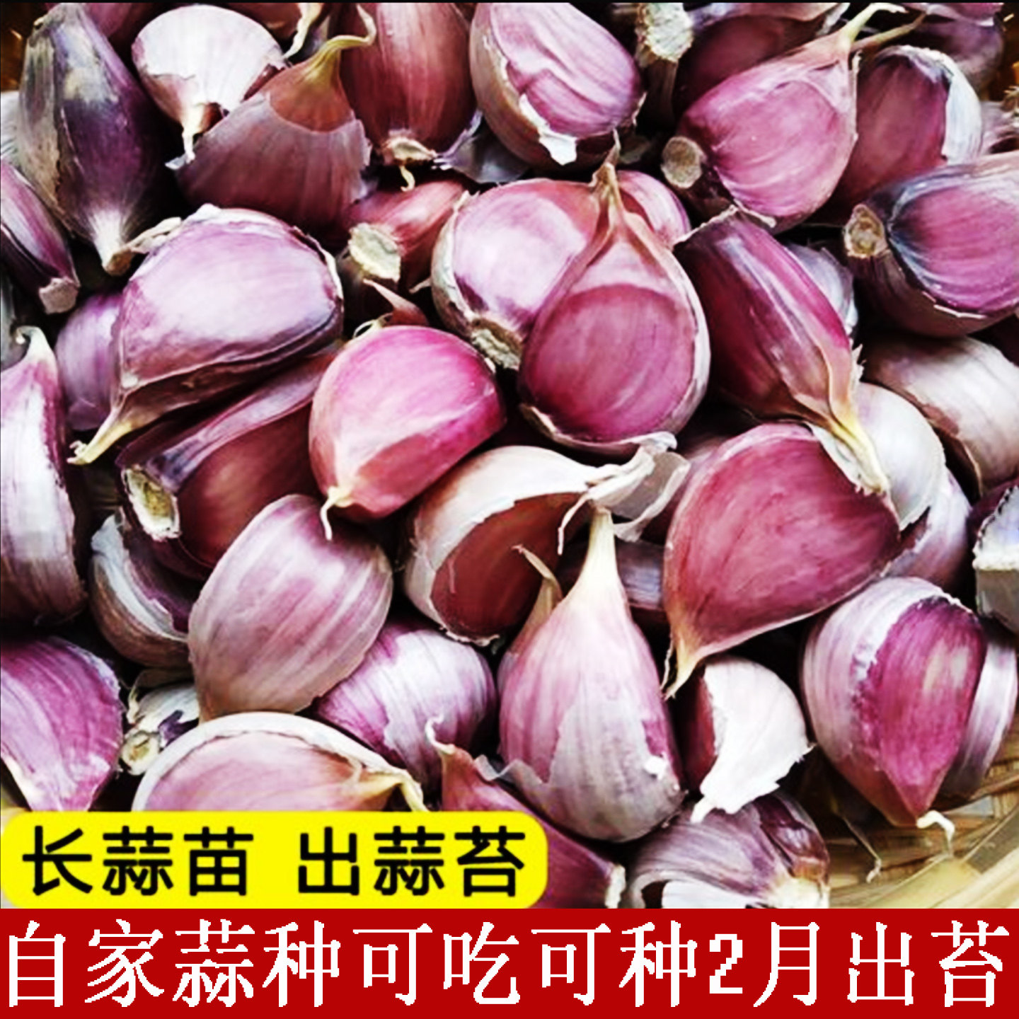 出蒜苔的大蒜种子老品种蒜苗种籽