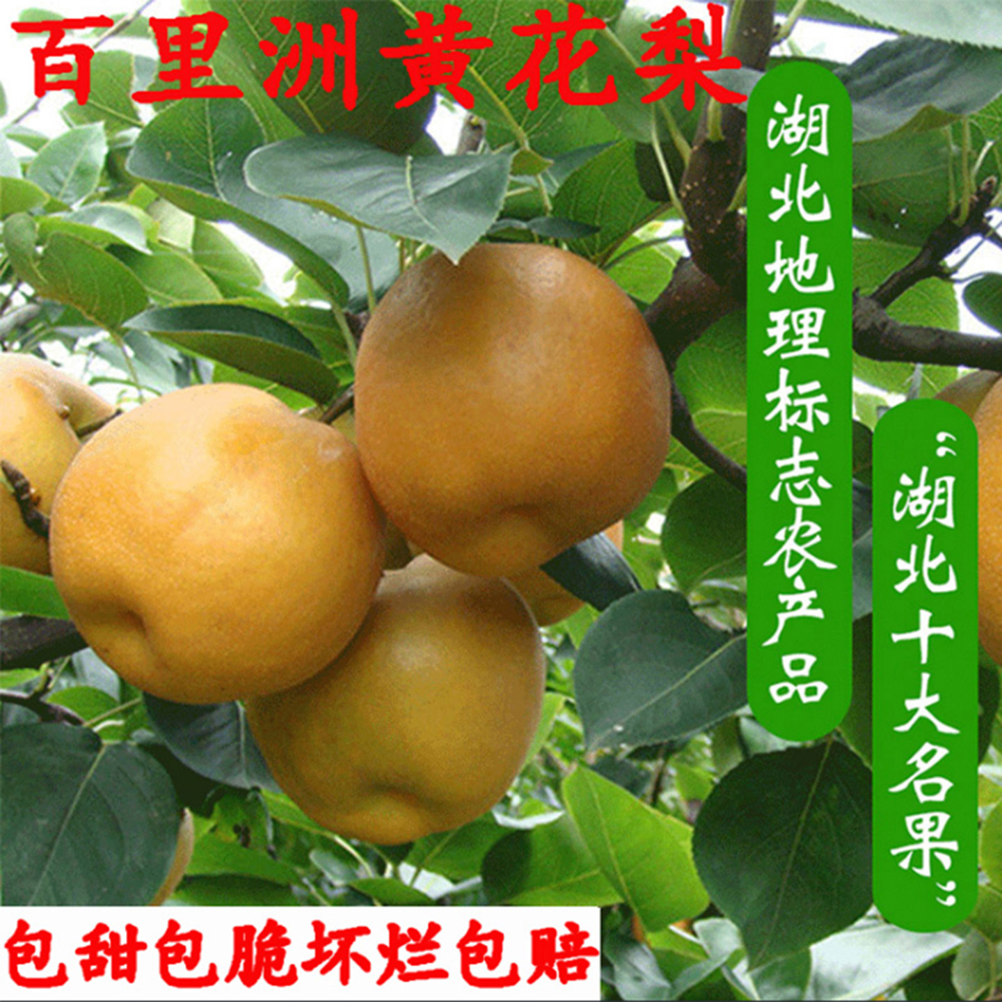 百里洲砂梨翠冠梨黄花梨青皮梨子