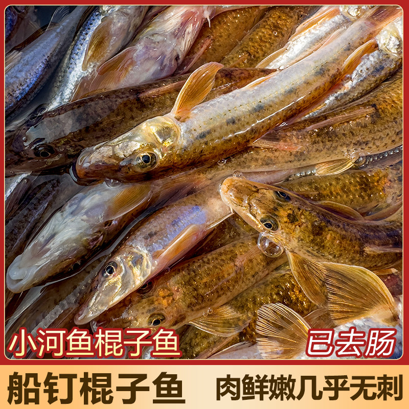 淡水溪流小河鱼船钉子鱼棍子鱼