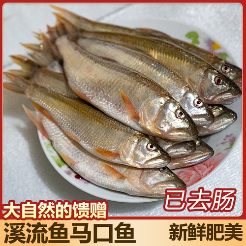 溪流马口鱼肉质细嫩鲜美