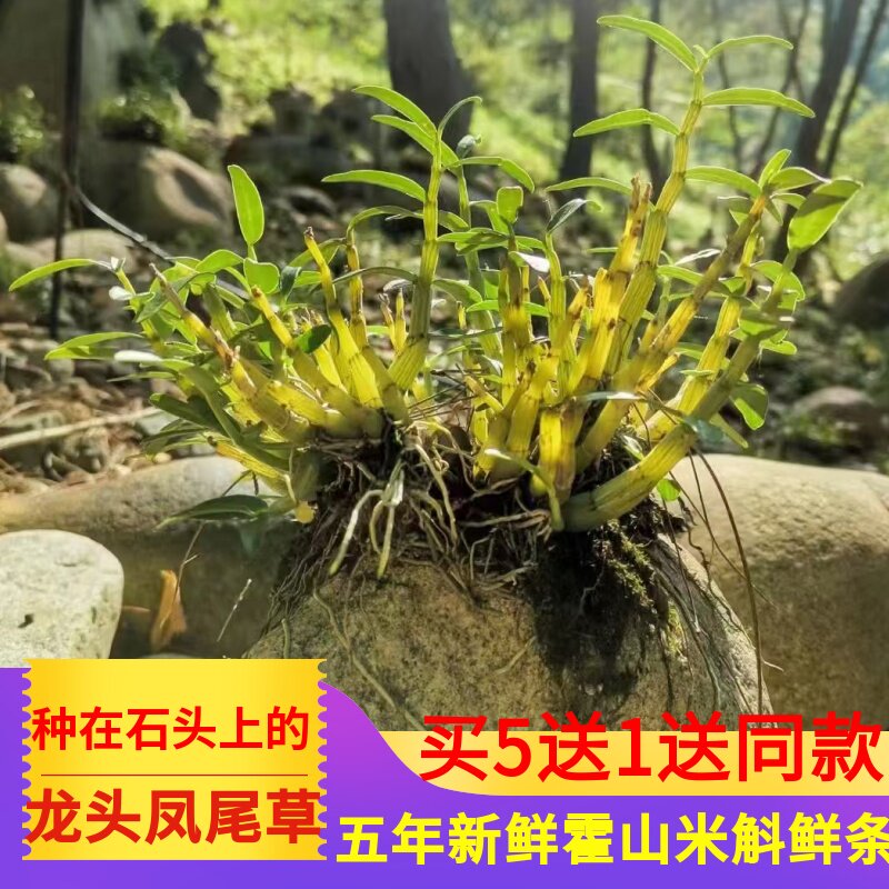 一品世家 霍山米斛鲜条仿野枫斗龙头凤尾草非霍山铁皮石斛枫斗