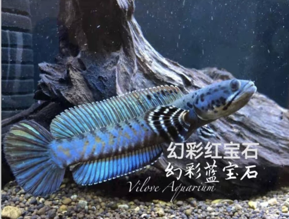 黄嘴幻彩蓝宝石雷龙 幻蓝雷龙小苗淡水热带活体观赏鱼