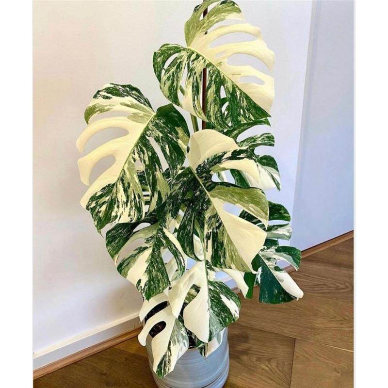 白锦龟背竹洒金龟背竹锦化植物荷兰日本进口白龟切苗好养新手适合