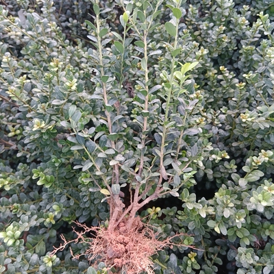 龟甲冬青树苗 花坛别墅庭院绿篱四季常青树苗 耐寒耐热绿化带小苗