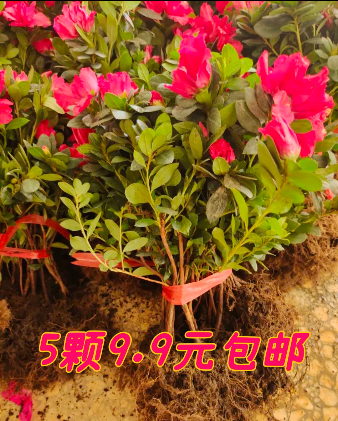 西洋四季开花不断杜鹃带花带分枝