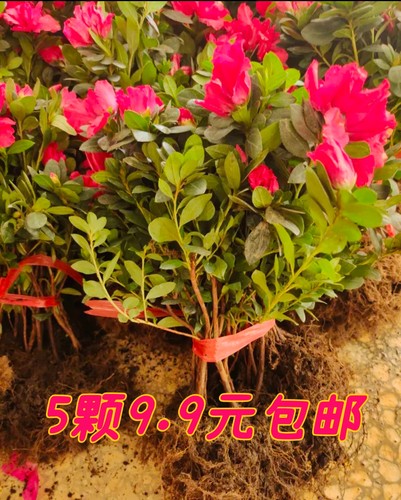 西洋不断开花杜鹃带花带分枝