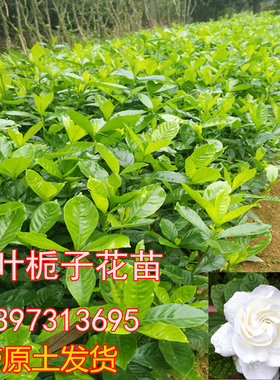 重瓣牡丹重瓣浓香型牡丹栀子花