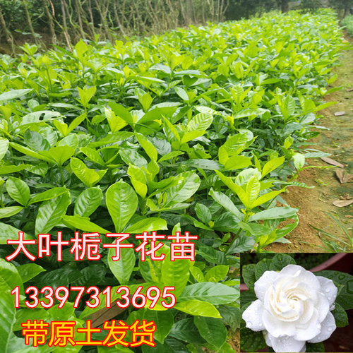 重瓣牡丹重瓣浓香型牡丹栀子花