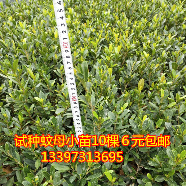 小叶蚊母树苗 中华蚊母树苗 文母苗 四季常青苗 名贵盆栽造型树苗