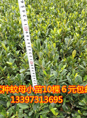 中华盆栽名贵盆栽树苗四季常青