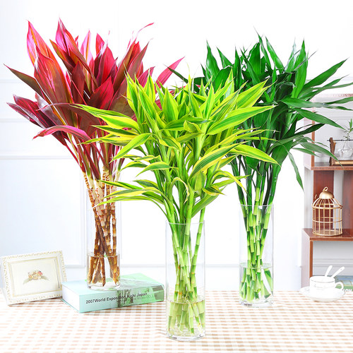 富贵竹水培植物室内转运竹发财竹