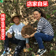 深山平盖灵芝纯野生整枝大树舌菌青灵芝片粉胜长白山野林芝500g