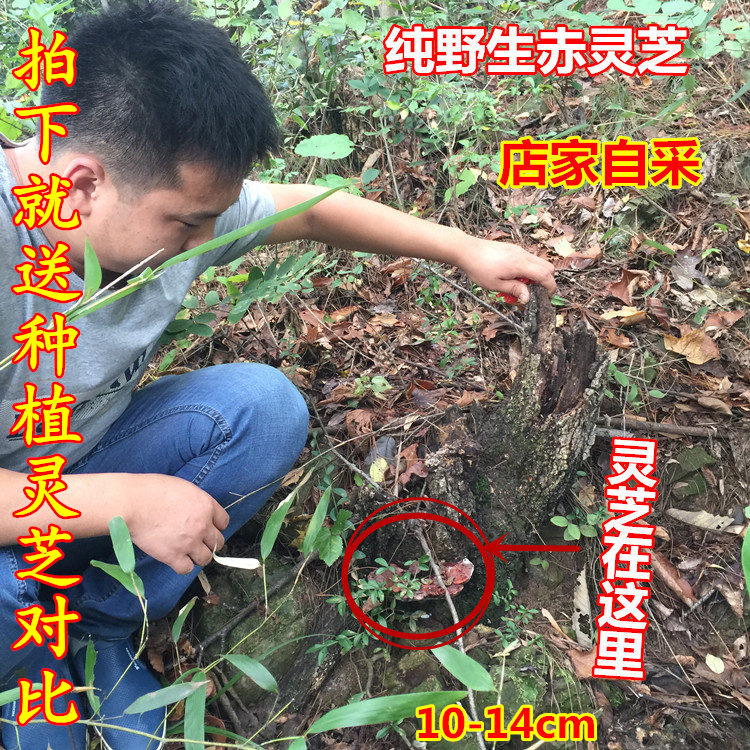 神农架深山天然纯野生赤灵芝整枝可切片磨粉胜长白山林芝250g包邮