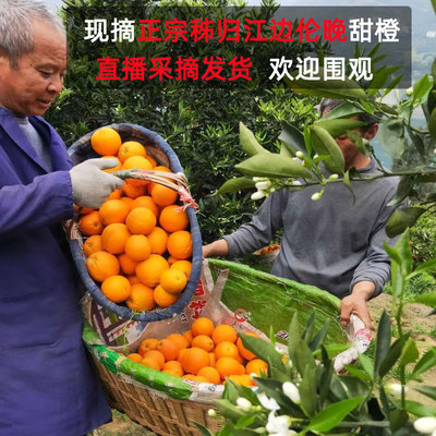 秭归脐橙纯甜多汁现摘伦晚春橙