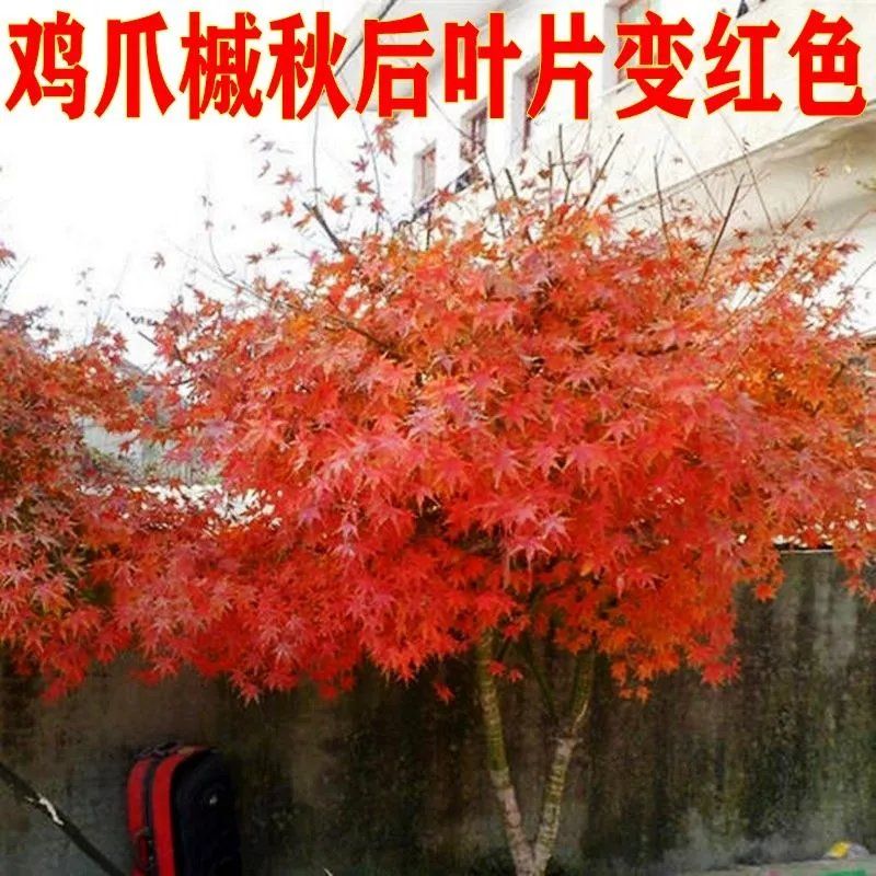 小叶鸡爪槭青枫树苗耐寒四季植物红枫嫁接砧木庭院园林绿化风景树