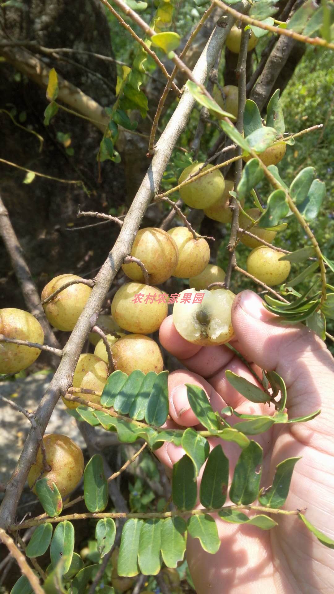 新鲜潮汕特产油甘余柑牛柑果2斤包邮
