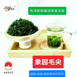 2025年陕西商洛镇安象园茶明后采摘碧螺春250g象园毛尖