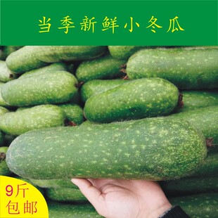 当季新鲜小冬瓜 小节瓜 农家小毛瓜 新鲜蔬菜