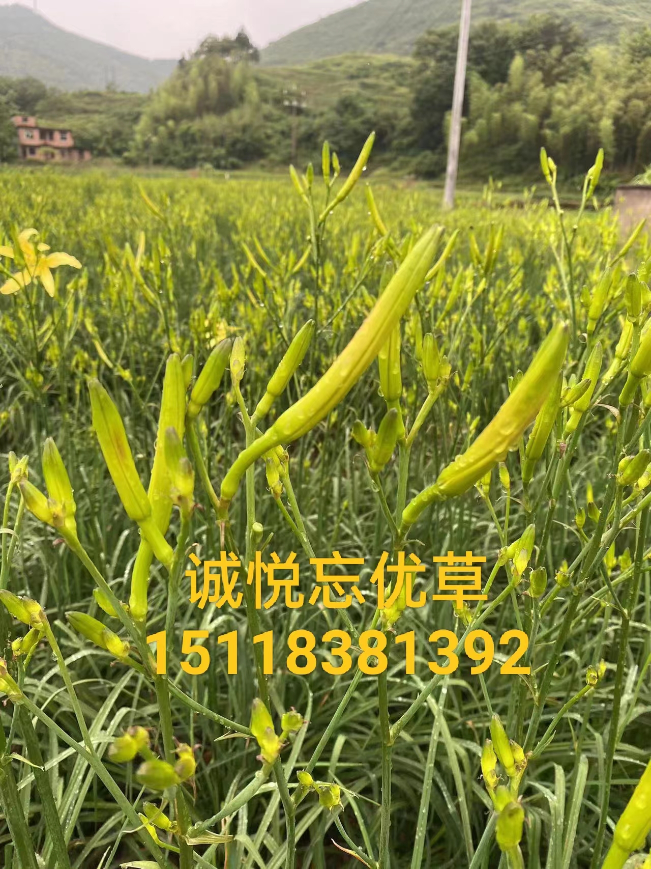 正宗黄花菜种植苗食用黄花菜种苗多年...