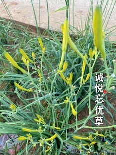 祁东早期四月花优质黄花菜种苗种植苗食用金针菜根苗四季可种易种