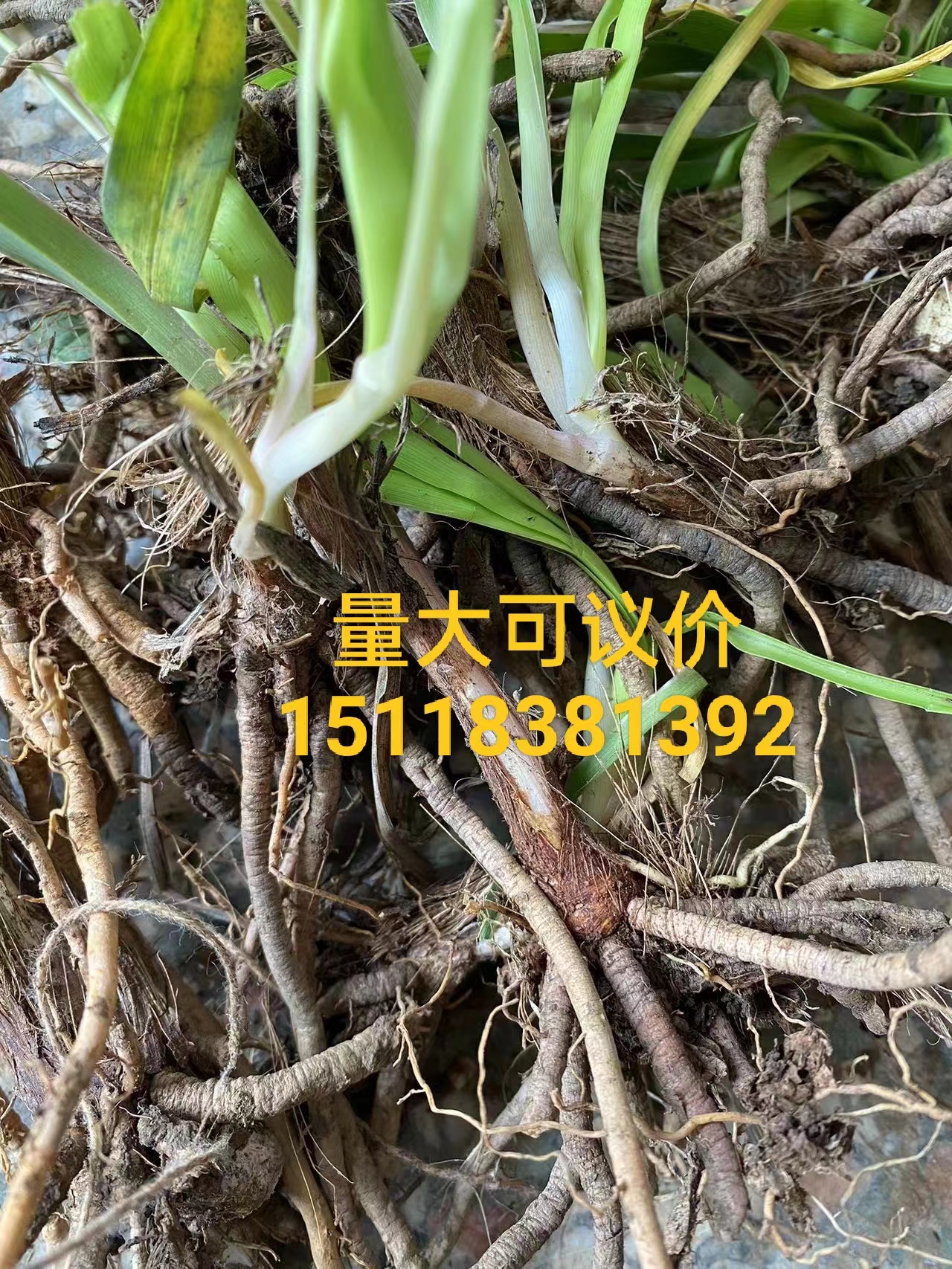 黄花菜种植苗食用黄花菜种苗黄花菜苗包成活忘忧草苗金针菜苗现挖-封面