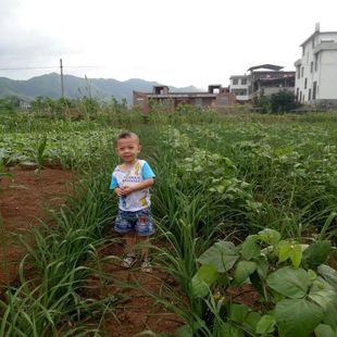 祁东早期四月花优质黄花菜种苗种植苗食用金针菜根苗四季可种易种