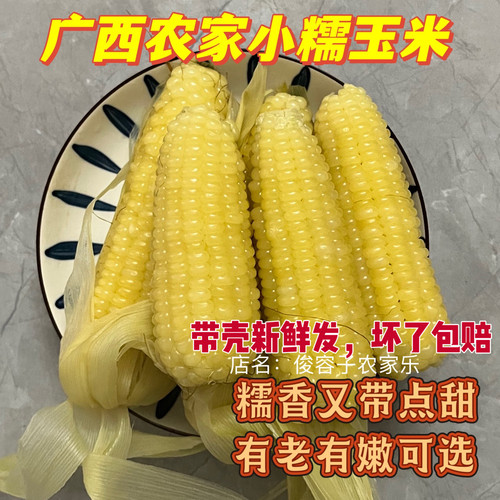 广西农家白糯玉米新鲜小糯玉米