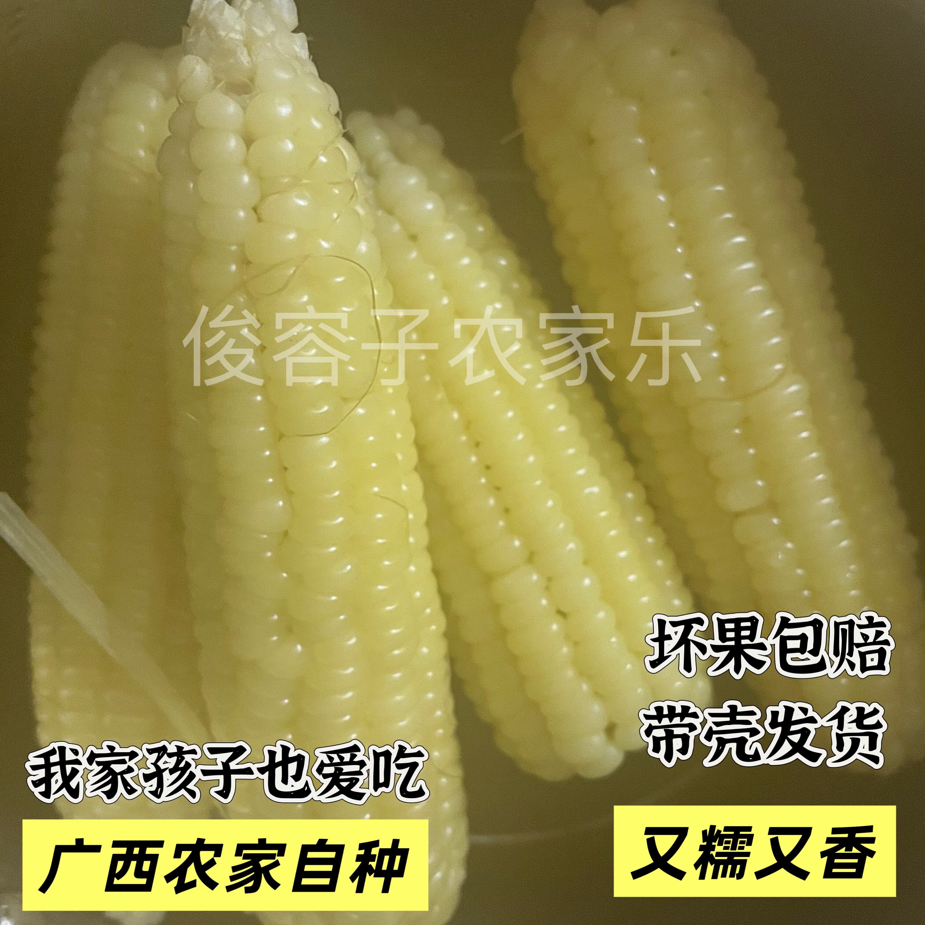 广西本地农家自种白糯玉米新鲜白糯玉米带壳现摘现发糯香淡甜玉米